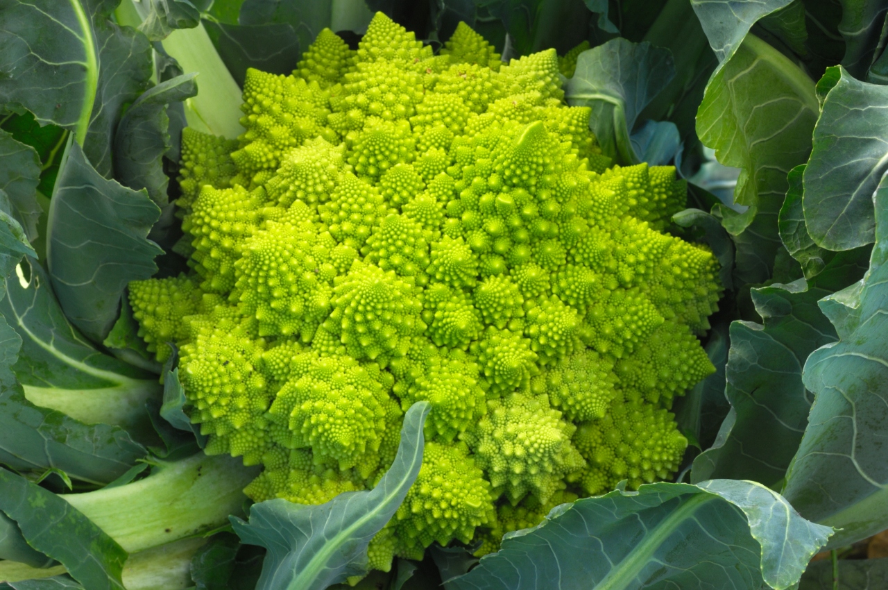 Il broccolo romanesco è una delle forme frattali più affascinanti riscontrabili in Natura.